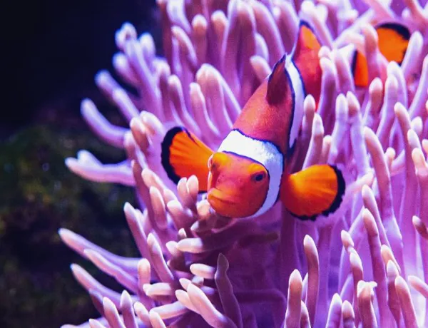 clownfish swimming