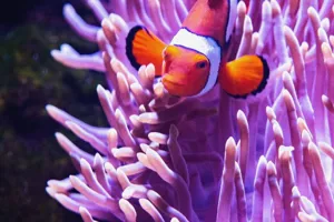 clownfish swimming