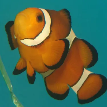 Nemo